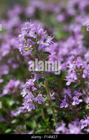 Thym à larges feuilles, le thym citron, Breitblättriger Thymian, Quendel-Thymian Arznei-Thymian Quendel, Thymus pulegioides,, Banque D'Images