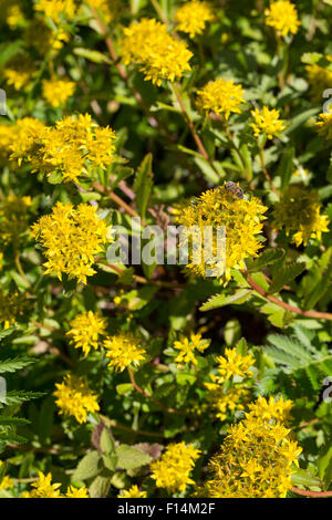 Rock orpin, Fetthenne Tripmadam Felsen-Fetthenne,,, Felsenfetthenne Felsen-Mauerpfeffer,, Sedum rupestre, Sedum reflexum Banque D'Images