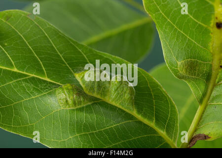 Ériophyide de noyer, noyer, noyer Feuilles Gall Mite mite, blister, Walnuss-Gallmilbe Filzgallmilbe Walnuß, Eriophyes erineus, Banque D'Images