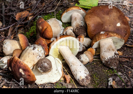 Une pile de bolets. Banque D'Images