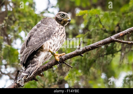 Les jeunes du nord de l'Autour des palombes (Accipiter gentilis) qui vient de quitter le nid. Banque D'Images