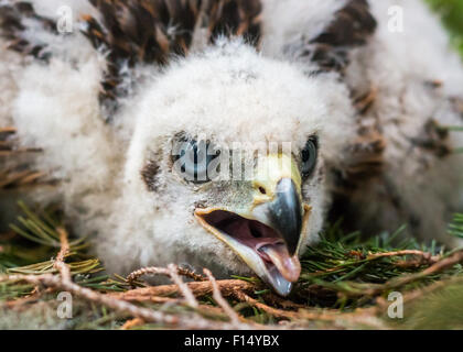 L'Autour des palombes poussins au nid. Banque D'Images