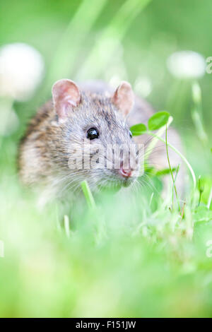 Rat sauvage est en train de manger dans l'herbe Banque D'Images