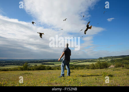 Red kites (Milvus milvus) en vol, le tour sur l'homme sur Watlington Hill où ils sont nourris, Chilterns, Angleterre, juillet 2014. Parution du modèle. Banque D'Images