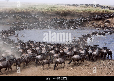 Le Gnou barbu (Connochaetes taurinus) troupeau traversant la rivière Mara. Masai Mara National Reserve, Kenya. Banque D'Images