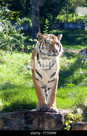 Tigre de Sibérie (Panthera tigris altaica) au zoo de Riga, Lettonie Banque D'Images