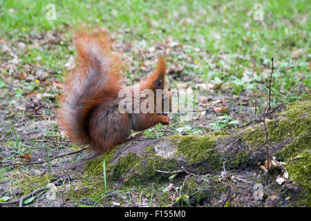 L'écureuil roux dans le Parc Lazienki, Varsovie, Pologne Banque D'Images