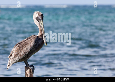 Un pélican se trouve sur un pylône avec le soleil sur son dos et les eaux bleues de la mer des Caraïbes derrière lui. Banque D'Images