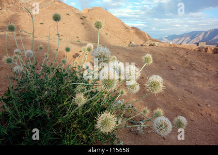 Fleurs du désert, le Ladakh, le Jammu-et-Cachemire, l'Inde Banque D'Images