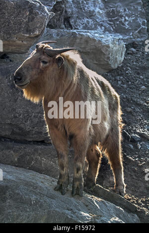 Golden Takin (Budorcas taxicolor bedfordi) dans la roche, originaire de la République populaire de Chine et le Bhoutan Banque D'Images