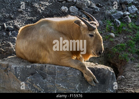 Golden Takin (Budorcas taxicolor bedfordi) reposant sur le roc, originaire de la République populaire de Chine et le Bhoutan Banque D'Images