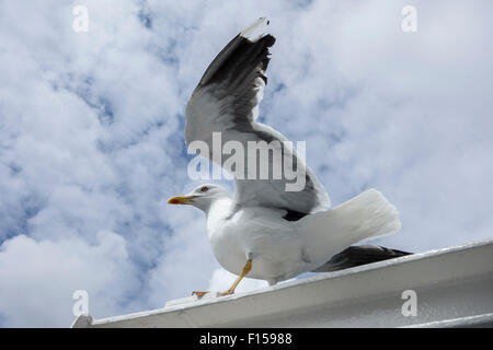 European Herring Gull (Larus argentatus), yellow-legged variété Banque D'Images