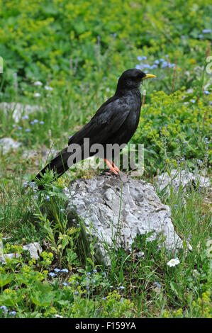 Alpine Chough / Crave à bec jaune (Pyrrhocorax graculus) perché sur la roche en prairie alpine, Alpes Banque D'Images