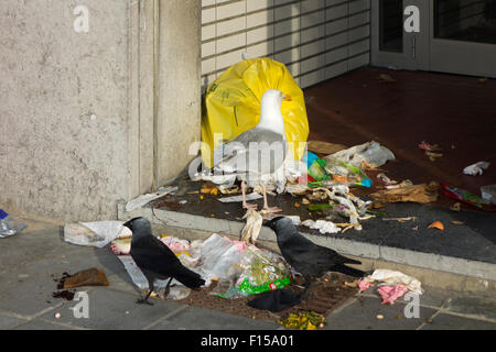 Les oiseaux nuisibles comme les choucas et les goélands argentés de déchirer le sac poubelle et d'alimentation sur les ordures ménagères et déchets dans portique de chambre Banque D'Images