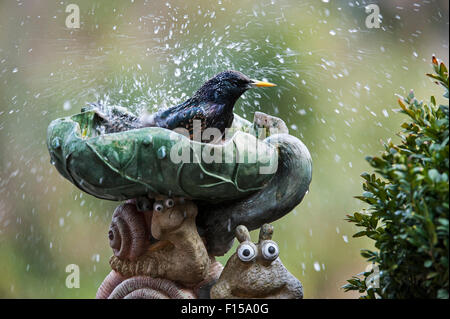 Étourneau sansonnet / l'étourneau sansonnet (Sturnus vulgaris) dans l'eau de baignade bain d'oiseaux dans le jardin Banque D'Images