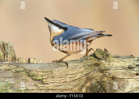 Sittelle à tête blanche / bois (Sitta europaea), perché sur une clôture en bois Banque D'Images