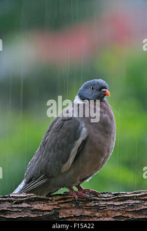 Bois commun pigeon (Columba palumbus) perché sur branche dans la pluie battante, Belgique Banque D'Images