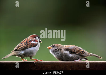 Commune mâle / sparrow moineau domestique (Passer domesticus) et la mendicité sur jardin clôture en bois nouveau Banque D'Images