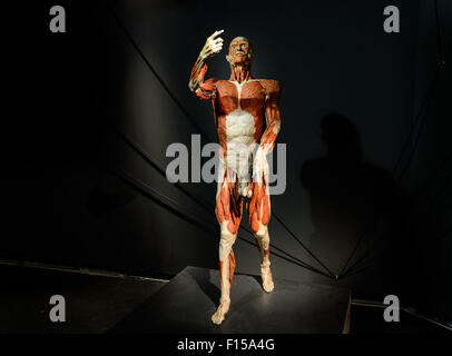 Berlin, Allemagne, l'autopsie de corps Plastinat Gunther von Hagens Banque D'Images