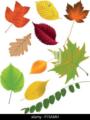 Collecte des feuilles d'automne, vector illustration Illustration de Vecteur