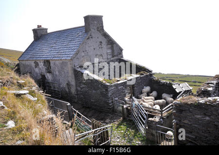 Moutons en paysage rural,West Cork, Irlande Banque D'Images