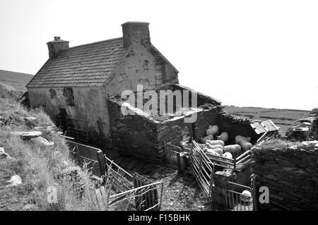 Moutons en paysage rural,West Cork, Irlande (noir et blanc) Banque D'Images