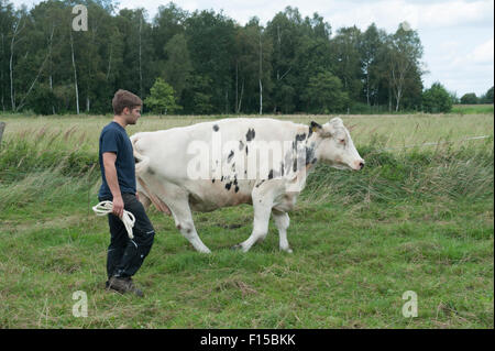 Trebel, Allemagne, une vache laitière est présenté dans les prés Banque D'Images