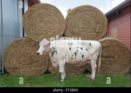 Trebel, Allemagne, une vache laitière en face de bottes de foin Banque D'Images