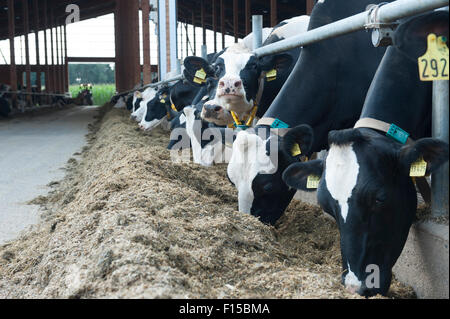 Trebel, Allemagne, les vaches laitières dans le fonctionnement stable de Hintze Banque D'Images