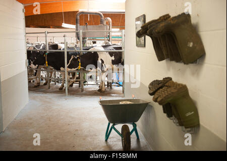 Trebel, Allemagne, les vaches laitières à la ferme familiale dans le salon rotatif Hintze Banque D'Images