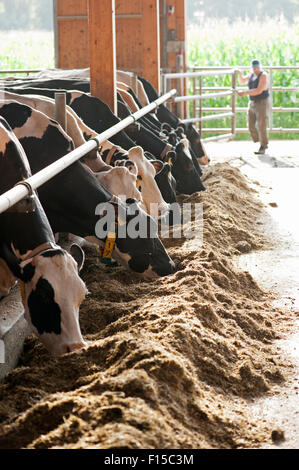 Trebel, Allemagne, les vaches laitières dans le fonctionnement stable de Hintze Banque D'Images