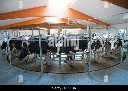 Trebel, Allemagne, les vaches laitières à la ferme familiale dans le salon rotatif Hintze Banque D'Images