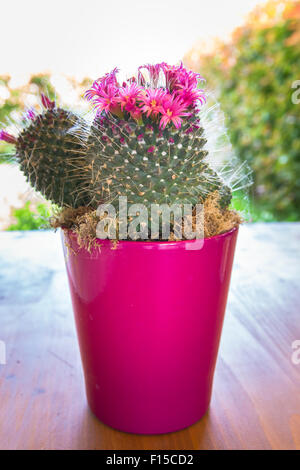 Cactus de petites fleurs roses dans un vase fuchsia. Banque D'Images