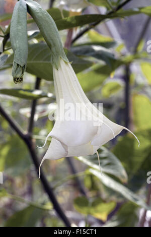 Fleur trompette des anges Banque D'Images