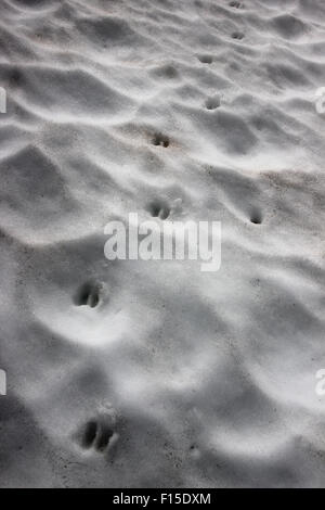 Chamois (Rupicapra rupicapra pyrenaica) hoof imprimer traces dans la neige Banque D'Images