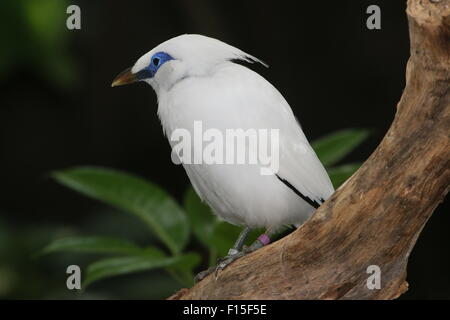 Rothschild ou Bali Mynah (Leucopsar rothschildi) Oiseaux, a.k.a Bali Starling. Banque D'Images