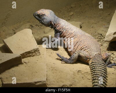 L'Afrique du Nord (Uromastyx acanthinura lézard Dabb) d'Afrique du Nord, Mastigure alias le lézard épineux ou Bell's Lézard Dabb. Banque D'Images