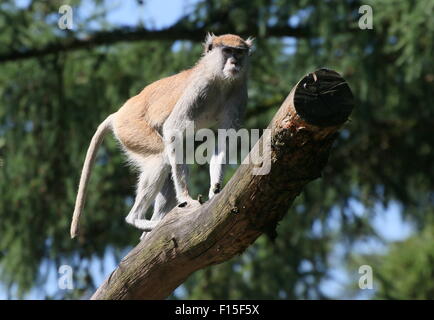 Erythrocebus Patas (singe africain patas) escalade un arbre, alias Hussar ou Wadi monkey Banque D'Images