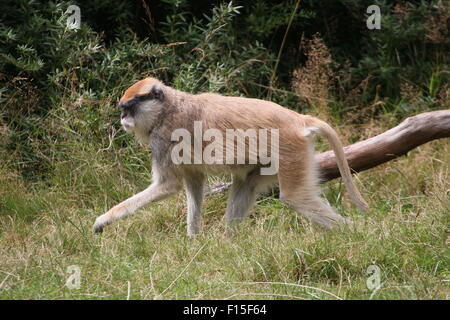 La masse africaine, Patas (Erythrocebus patas singe), alias Hussar ou Wadi monkey Banque D'Images