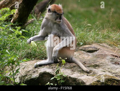 La masse africaine, Patas (Erythrocebus patas) singe posant sur un rocher. A.k.a. Hussar ou Wadi monkey Banque D'Images