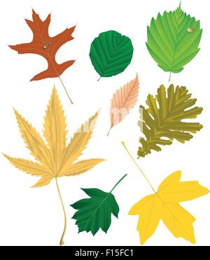 Collecte des feuilles d'automne, vector illustration Illustration de Vecteur