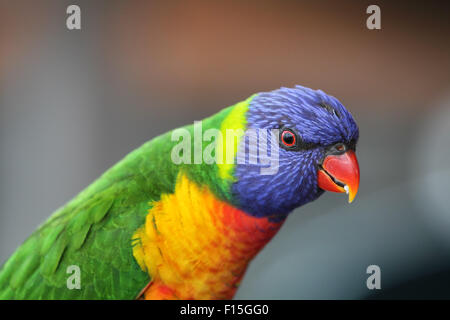 Rainbow Lorikeet (Trichoglossus moluccanus) à Batemans Bay, Australie. Banque D'Images