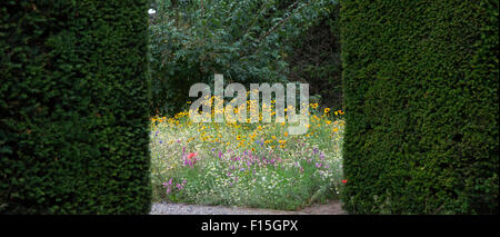 Fleurs sauvages à travers une haie à RHS Wisley Gardens, Surrey, Angleterre. Vue panoramique Banque D'Images