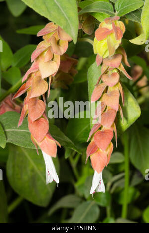 Fleurs blanches sortent de bractées rougeâtres à l'evergreen, sub-tropicales de l'usine de crevettes, Justicia brandegeana Banque D'Images