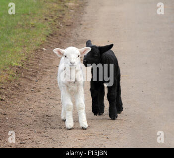 Un couple de moutons belle fratrie, un noir et un blanc, marchant sur une route de campagne Banque D'Images