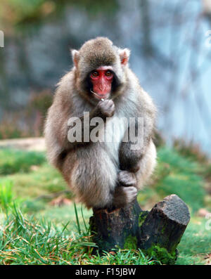 Un joli Snow Monkey, également connu sous le macaque japonais assis sur une souche d'arbre eating fruit Banque D'Images