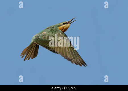 Flying blue pour mineurs-cheeked bee-eater Banque D'Images