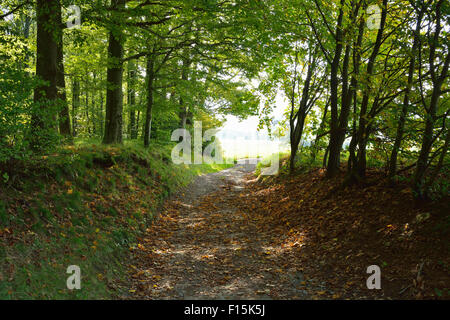 Chemin forestier, Katzenbuckel, Paris, Baden Wurtemberg, Allemagne Banque D'Images