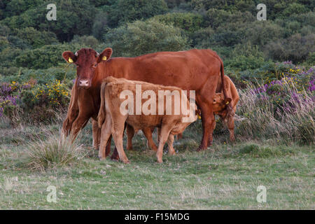 Rubis rouge veaux vache Devon, free range sur collines de Quantock, Somerset. Banque D'Images