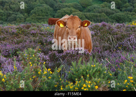 Veau rouge Devon sur la plage libre de collines de Quantock, Somerset. Banque D'Images